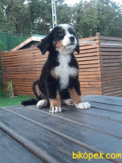 BERNESE MOUNTAIN DOG YAVRULARI 5