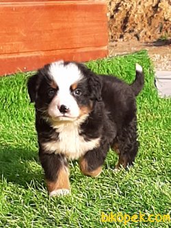 BERNESE MOUNTAIN DOG YAVRULARI 1