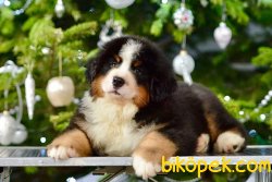 BERNESE MOUNTAIN DOG YAVRULARI 2