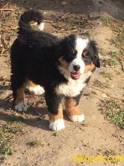BERNESE MOUNTAIN DOG YAVRULARI 2