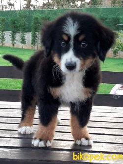 BERNESE MOUNTAIN DOG YAVRULARI 4
