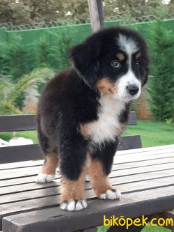 BERNESE MOUNTAIN DOG YAVRULARI 1