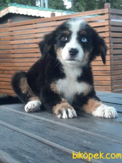 BERNESE MOUNTAIN DOG YAVRULARI 3