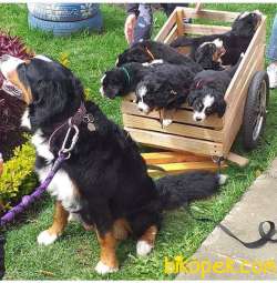 Bernese Mountain Dog Yavruları 2