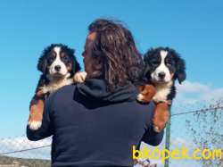Bernese Mountain Dog Yavruları 4