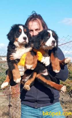 Bernese Mountain Dog Yavruları 3