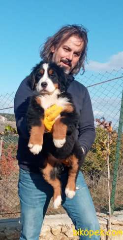 Bernese Mountain Dog Yavruları 1