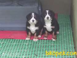Bernese Mountain Dog Yavruları 2