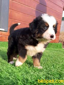 BERNESE MOUNTAIN DOG YAVRULARI 2