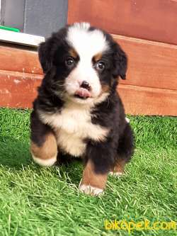 BERNESE MOUNTAIN DOG YAVRULARI 4