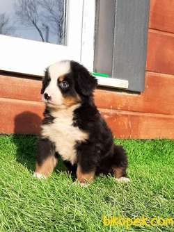 BERNESE MOUNTAIN DOG YAVRULARI 3