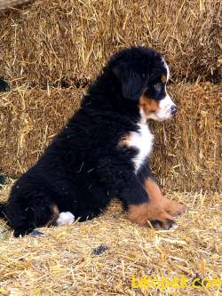BERNESE MOUNTAIN DOG YAVRULARI 2