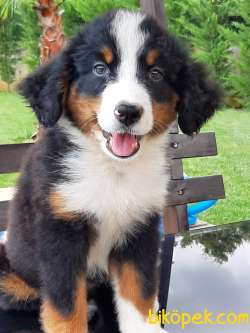 BERNESE MOUNTAIN DOG YAVRULARI 3