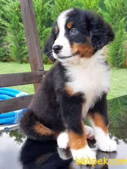 BERNESE MOUNTAIN DOG YAVRULARI 2