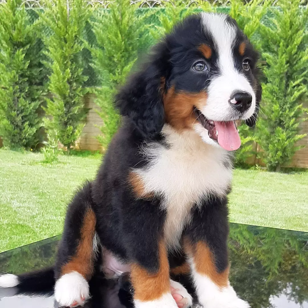 SATILIK ÜST KALİTE Bernese Mountain Dog Yavruları 5