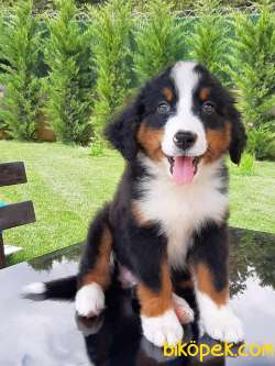 Satılık BERNESE MOUNTAIN DOG YAVRULARI 1