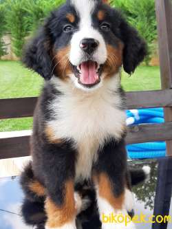 Satılık BERNESE MOUNTAIN DOG YAVRULARI 2