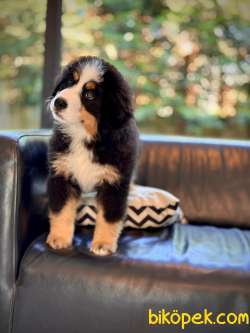 Bernese Mountain Dog Yavruları Istanbul 2