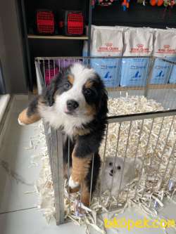 Bernese Mountain Dog Yavruları Istanbul 2