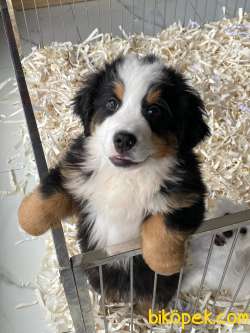 Bernese Mountain Dog Yavruları Istanbul 3