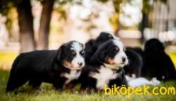 Bernese Mountain Dog Yavruları Istanbul 2