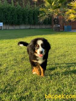 Bernese Mountain Dog Yavruları Istanbul