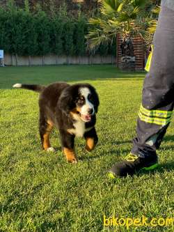 Bernese Mountain Dog Yavruları Istanbul 2