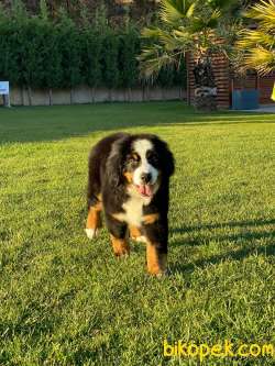 Bernese Mountain Dog Yavruları Istanbul 2