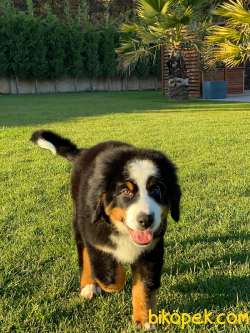 Bernese Mountain Dog Yavruları Istanbul 4