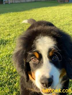 Bernese Mountain Dog Yavruları Istanbul 5