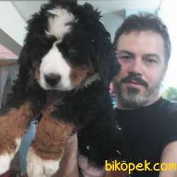Bernese Mountain Dog Yavrulari Sanslipatilerde 3