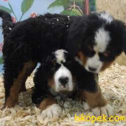 Bernese Mountain Dog Yavrulari Sanslipatilerde 4