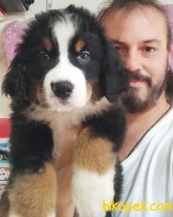 Bernese Mountain Dog Yavrulari Sanslipatilerde 2