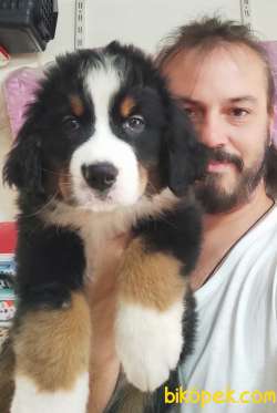 Bernese Mountain Dog Yavrulari Sanslipatilerde 5