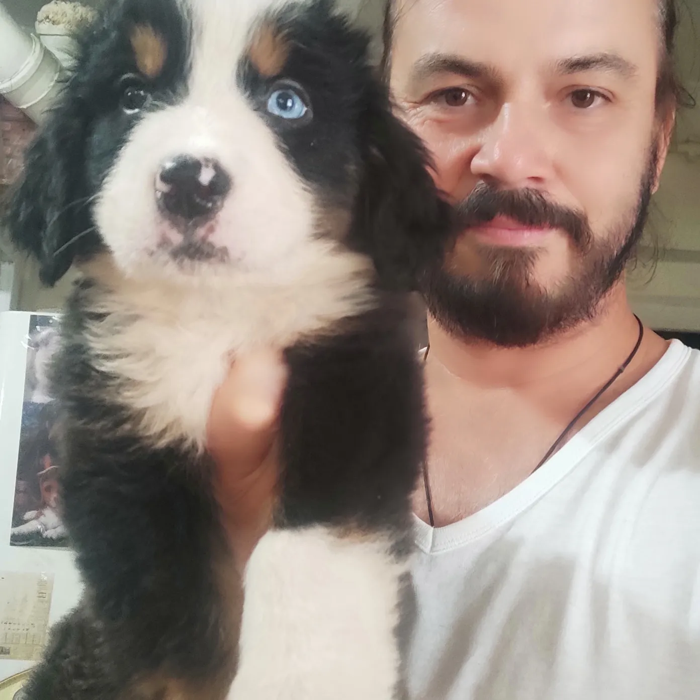Bernese Mountain Dog Yavrulari Sanslipatilerde 1