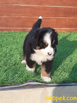 Bernese Mountain Dog Yavrularımız 4