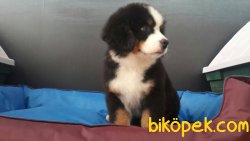 BERNESE MOUNTAIN DOG YAVRULARIMIZ 1