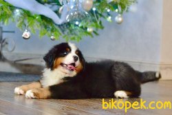 Bernese Mountain Dog Yavrularımız 2