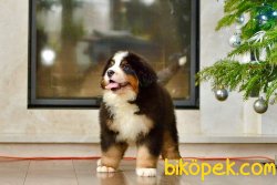 Bernese Mountain Dog Yavrularımız 5