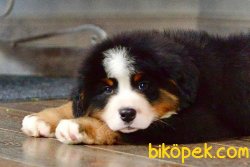 Bernese Mountain Dog Yavrularımız 4
