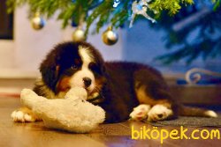 Bernese Mountain Dog Yavrularımız 1