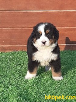 BERNESE MOUNTAIN DOG YAVRULARIMIZ 3