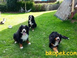 BERNESE MOUNTAIN DOG YAVRULARIMIZ 1