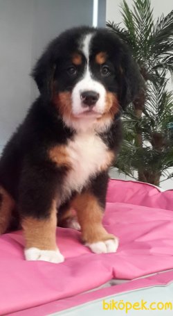 BERNESE MOUNTAIN DOG YAVRULARIMIZ 4