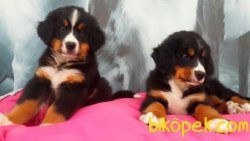 BERNESE MOUNTAIN DOG YAVRULARIMIZ 2