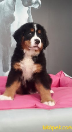 BERNESE MOUNTAIN DOG YAVRULARIMIZ 1