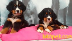 BERNESE MOUNTAIN DOG YAVRULARIMIZ 5