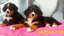 BERNESE MOUNTAIN DOG YAVRULARIMIZ 3