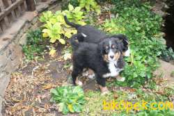 BERNESE MOUNTAIN DOG YAVRUMUZ SİZLERLE 3