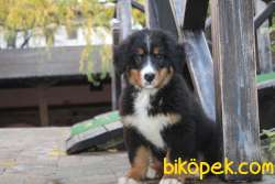 BERNESE MOUNTAIN DOG YAVRUMUZ SİZLERLE 1